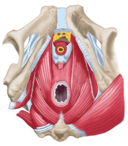 masaje perineal en el embarazo